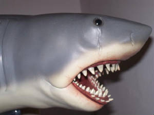 shark.jpg